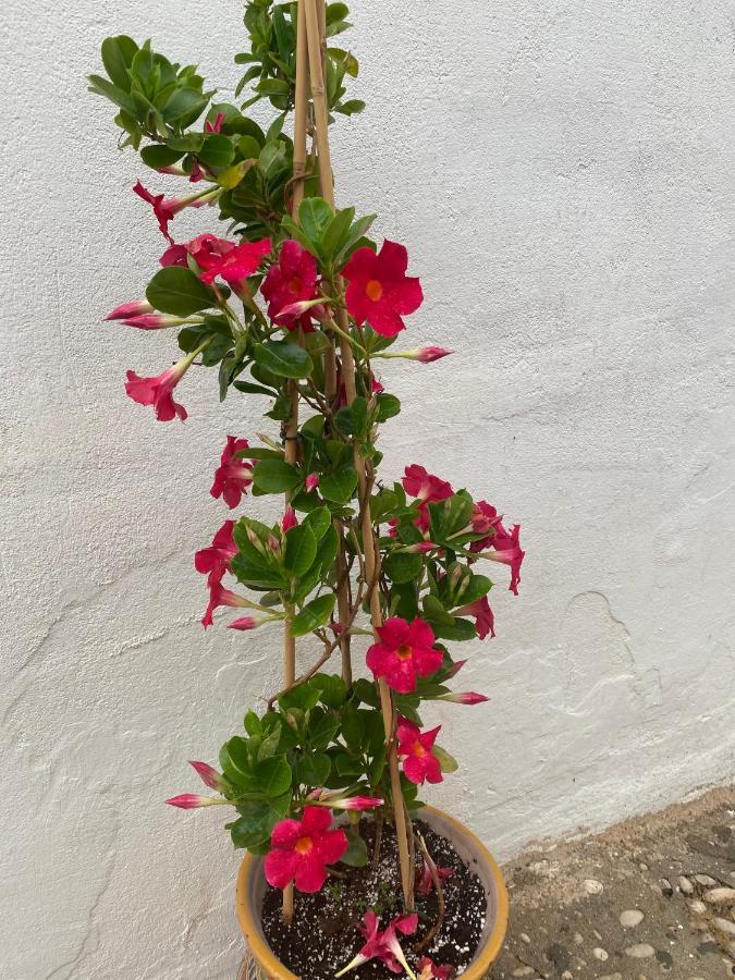 Altea Old Town Cottage エクステリア 写真